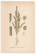 Samphire, Common glasswort (Salicornia herbacea), antique botanical illustration, Plate 643, C. A. M. Lindman, Bilder ur Nordens Flora, 1926.