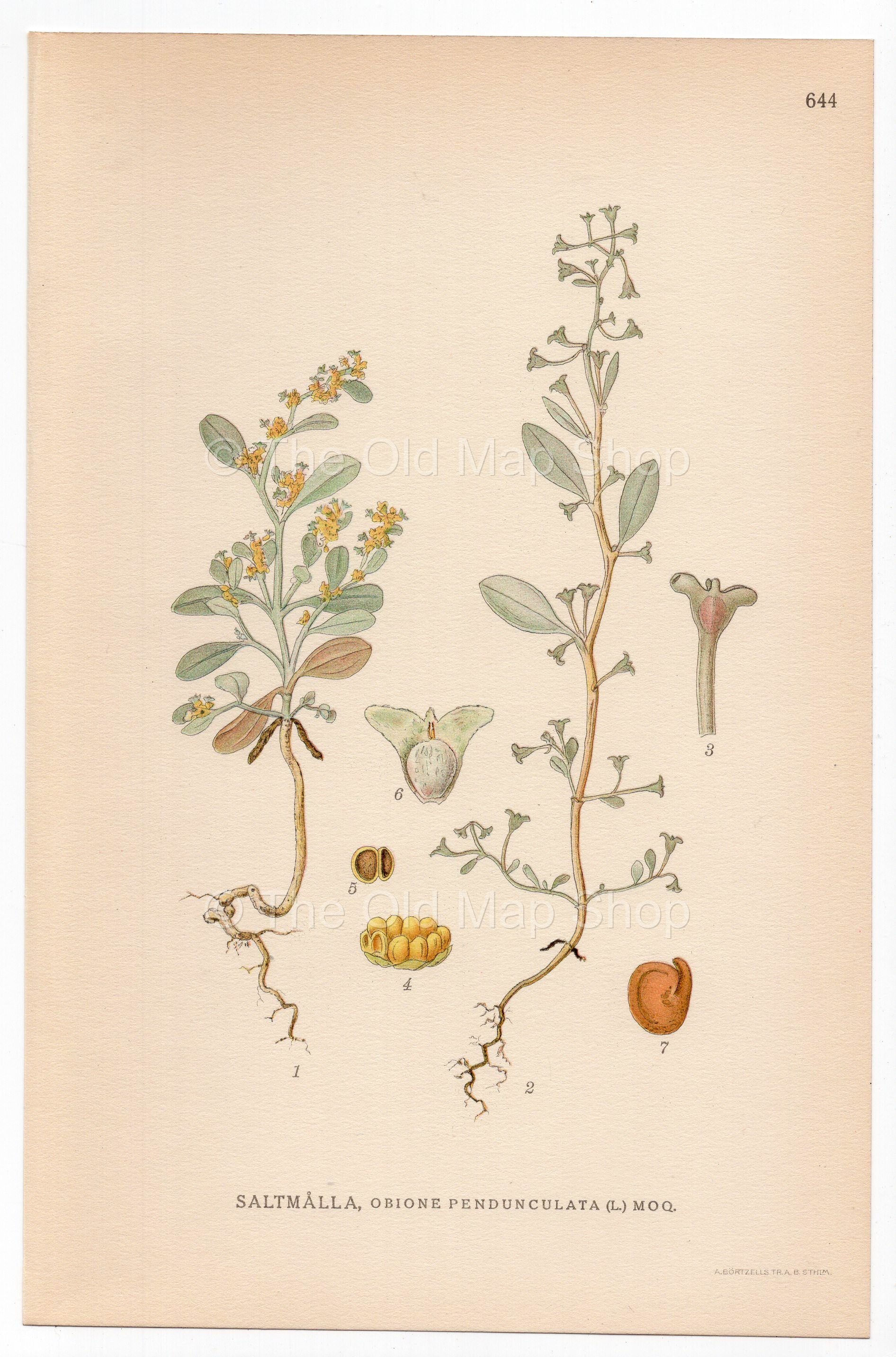 Pedunculate Sea-purslane (Obione pendunculata), antique botanical illustration, Plate 644, C. A. M. Lindman, Bilder ur Nordens Flora, 1926.