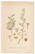 Pedunculate Sea-purslane (Obione pendunculata), antique botanical illustration, Plate 644, C. A. M. Lindman, Bilder ur Nordens Flora, 1926.