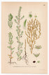 Hairy smotherweed (Bassia hirsuta), antique botanical illustration, Plate 645, C. A. M. Lindman, Bilder ur Nordens Flora, 1926.