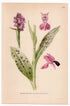 Purple Orchid (Orchis Latifolius), antique botanical illustration, Plate 646, C. A. M. Lindman, Bilder ur Nordens Flora, 1926.
