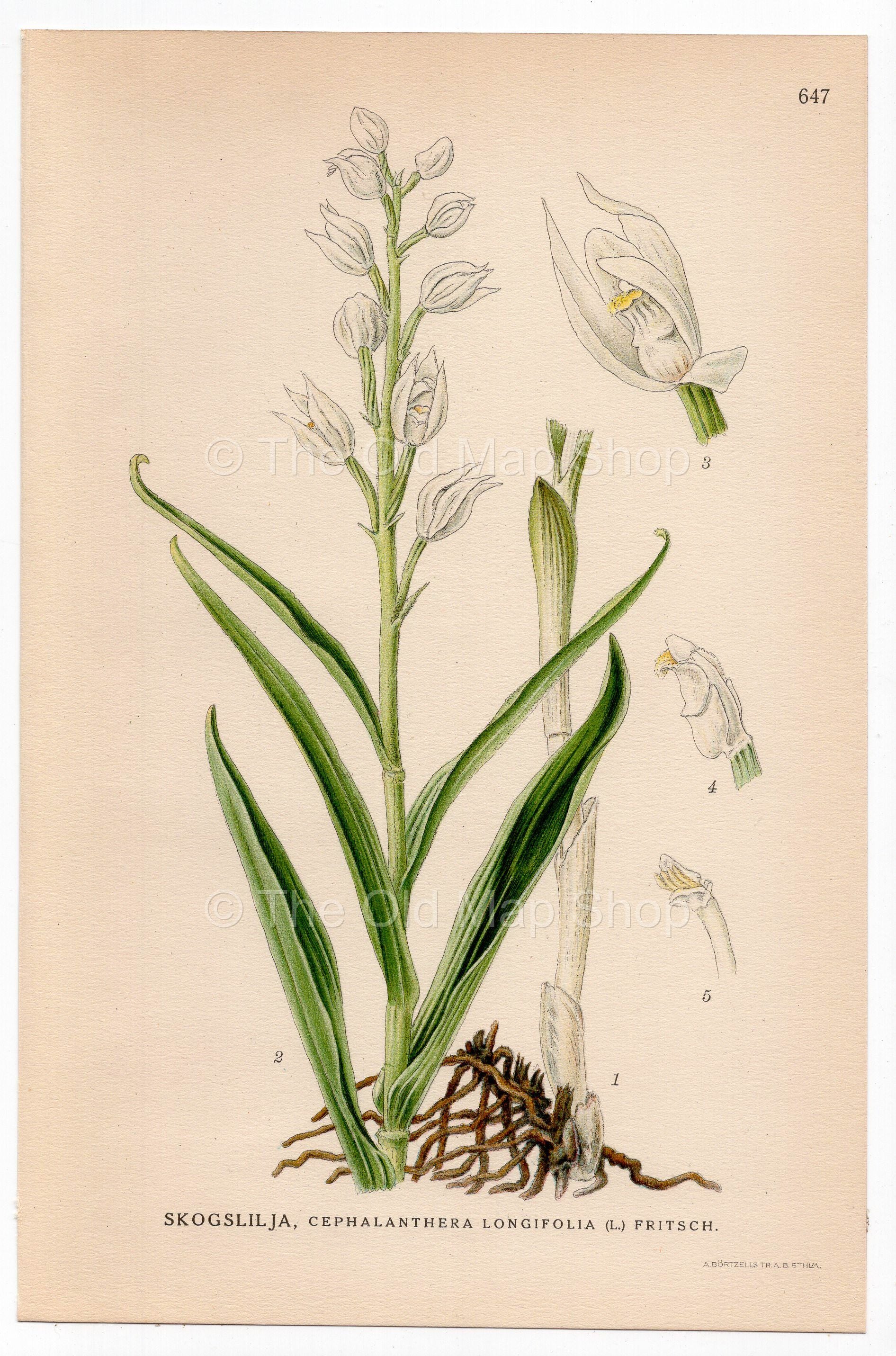 Sword-leaved Helleborine (Cephalanthera longifolia), antique botanical illustration, Plate 647, C. A. M. Lindman, Bilder ur Nordens Flora, 1926.