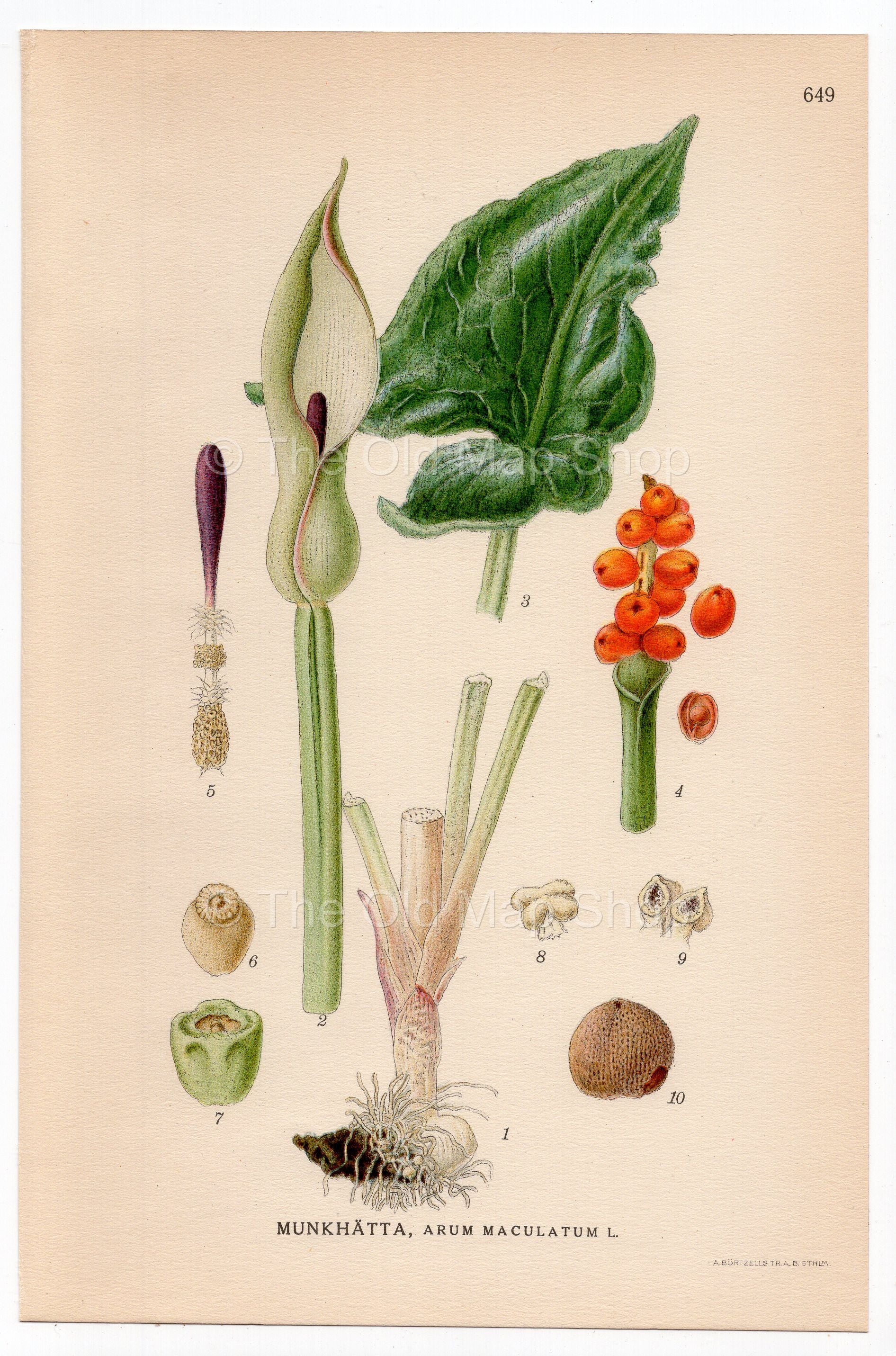 Wild arum, Arum lily, Lords-and-ladies (Arum maculatum), antique botanical illustration, Plate 649, C. A. M. Lindman, Bilder ur Nordens Flora, 1926.