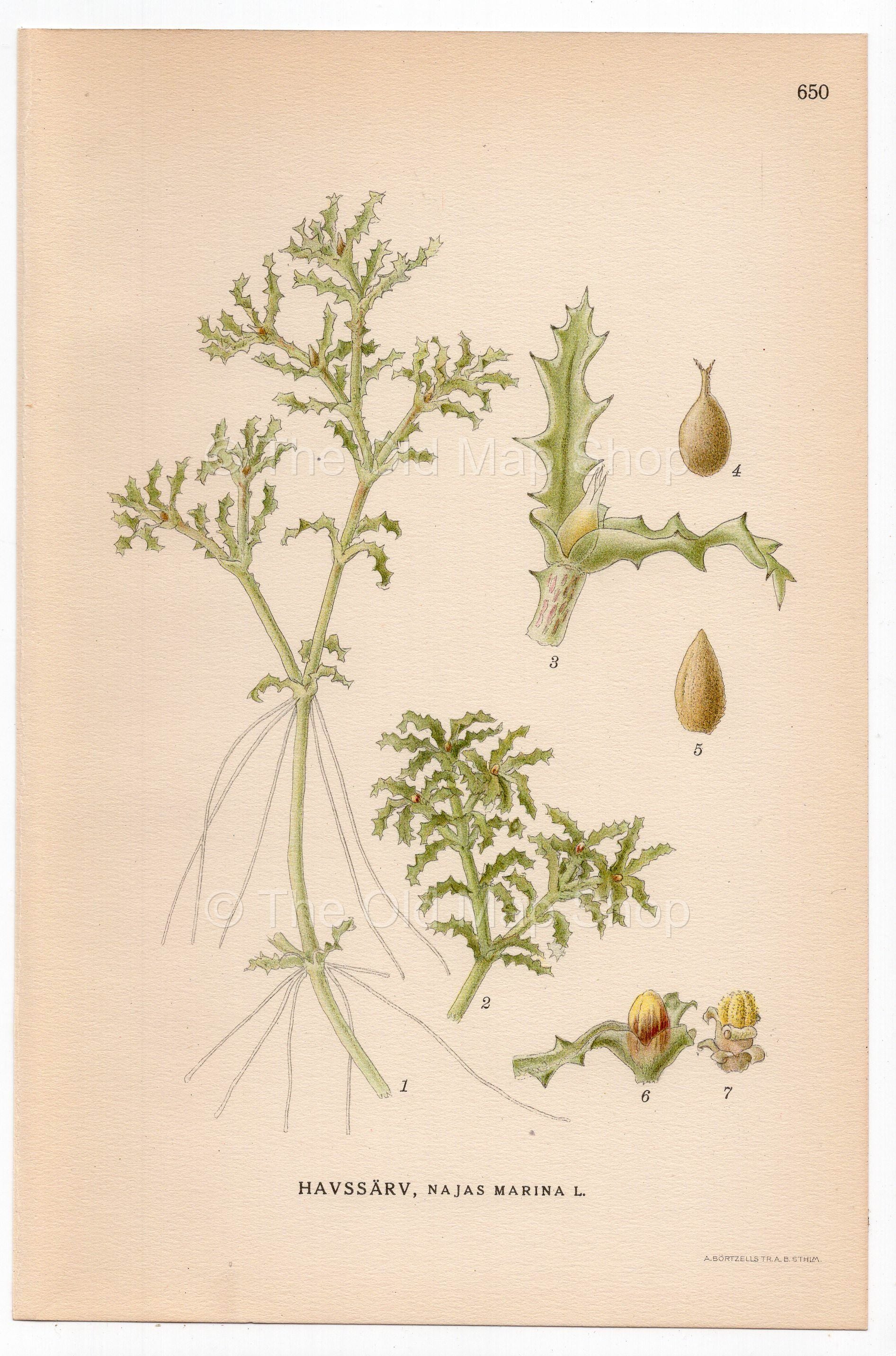 Spiny Water Nymph, Spiny Naiad, Holly-leave (Najas marina), antique botanical illustration, Plate 650, C. A. M. Lindman, Bilder ur Nordens Flora, 1926.