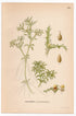 Spiny Water Nymph, Spiny Naiad, Holly-leave (Najas marina), antique botanical illustration, Plate 650, C. A. M. Lindman, Bilder ur Nordens Flora, 1926.