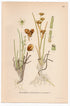 Rannoch-rush, Pod grass (Scheuchzeria palustris), antique botanical illustration, Plate 651, C. A. M. Lindman, Bilder ur Nordens Flora, 1926.
