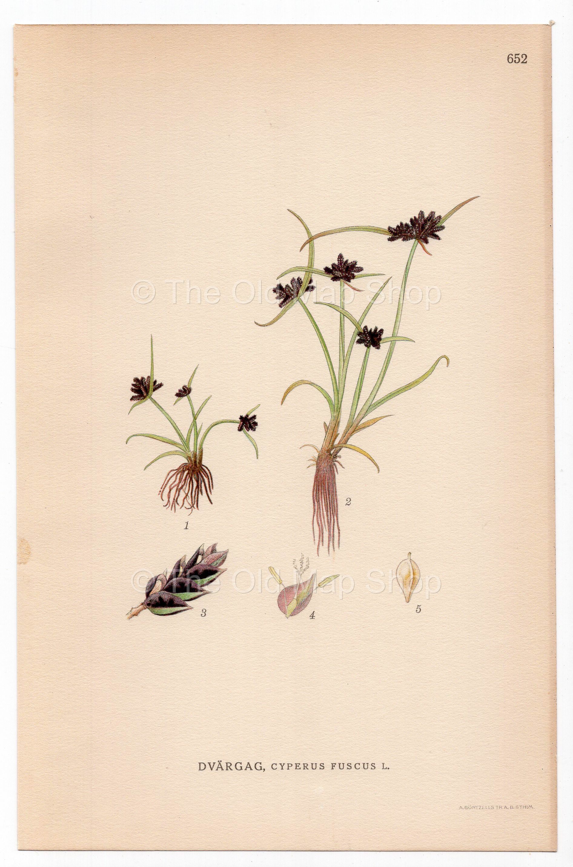 Brown Balingale, Brown Flatsedge (Cyperus fuscus), antique botanical illustration, Plate 652, C. A. M. Lindman, Bilder ur Nordens Flora, 1926.