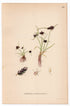 Brown Balingale, Brown Flatsedge (Cyperus fuscus), antique botanical illustration, Plate 652, C. A. M. Lindman, Bilder ur Nordens Flora, 1926.