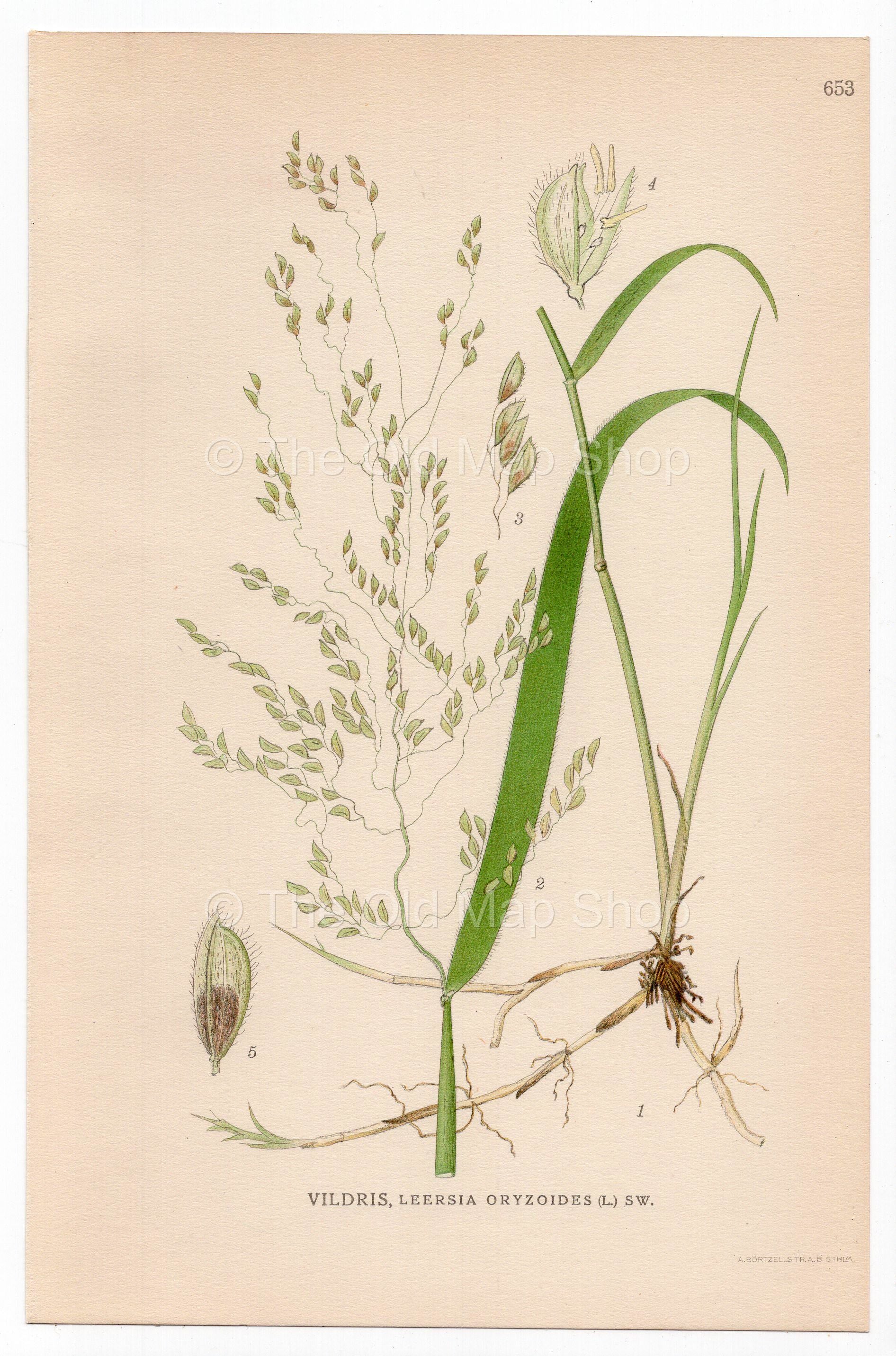 Rice Cutgrass, Cut-grass (Leersia oryzoides), antique botanical illustration, Plate 653, C. A. M. Lindman, Bilder ur Nordens Flora, 1926.