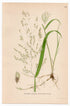 Rice Cutgrass, Cut-grass (Leersia oryzoides), antique botanical illustration, Plate 653, C. A. M. Lindman, Bilder ur Nordens Flora, 1926.