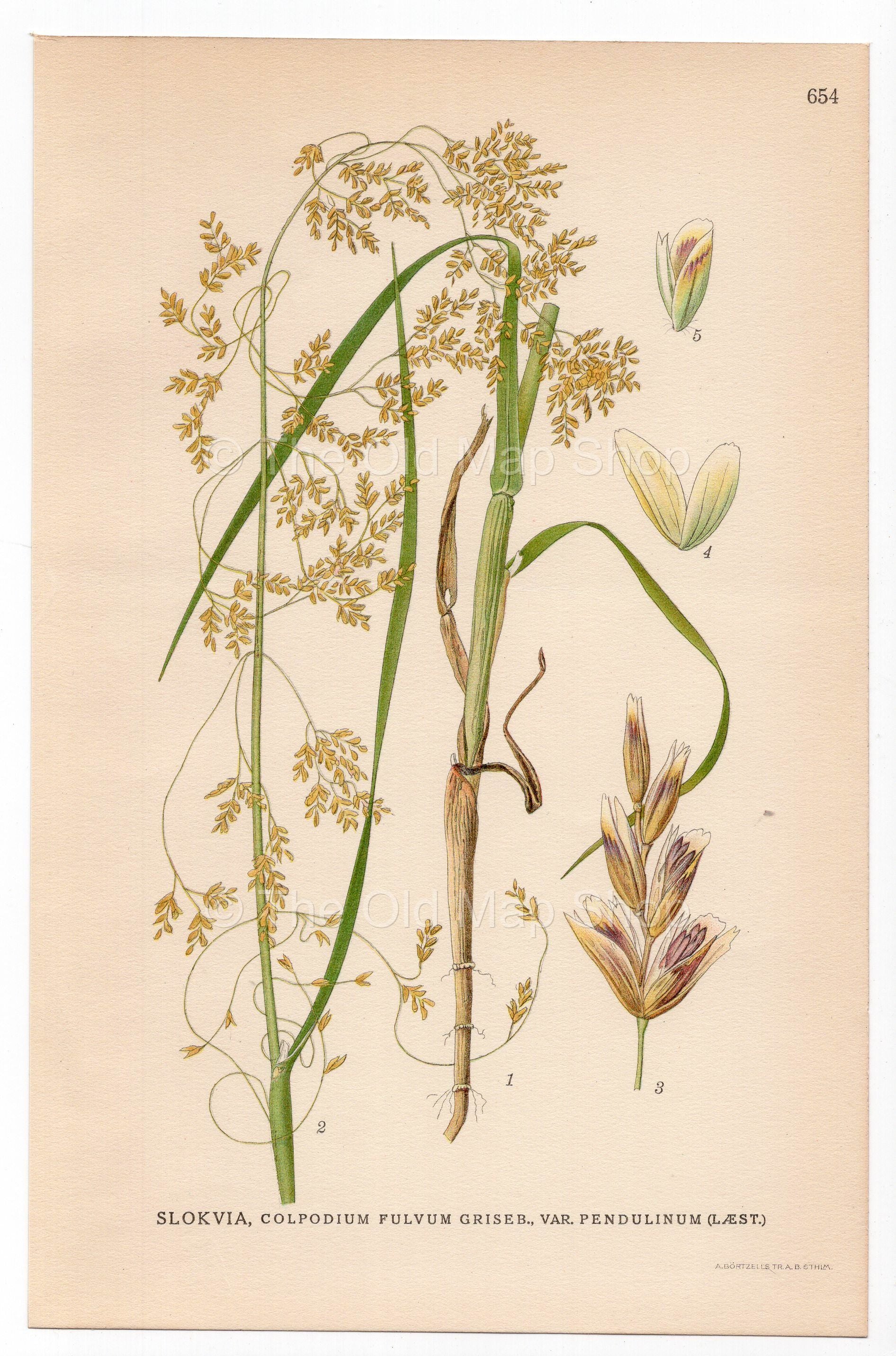 Pendant grass (Arctophila fulva), antique botanical illustration, Plate 654, C. A. M. Lindman, Bilder ur Nordens Flora, 1926.