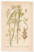 Pendant grass (Arctophila fulva), antique botanical illustration, Plate 654, C. A. M. Lindman, Bilder ur Nordens Flora, 1926.