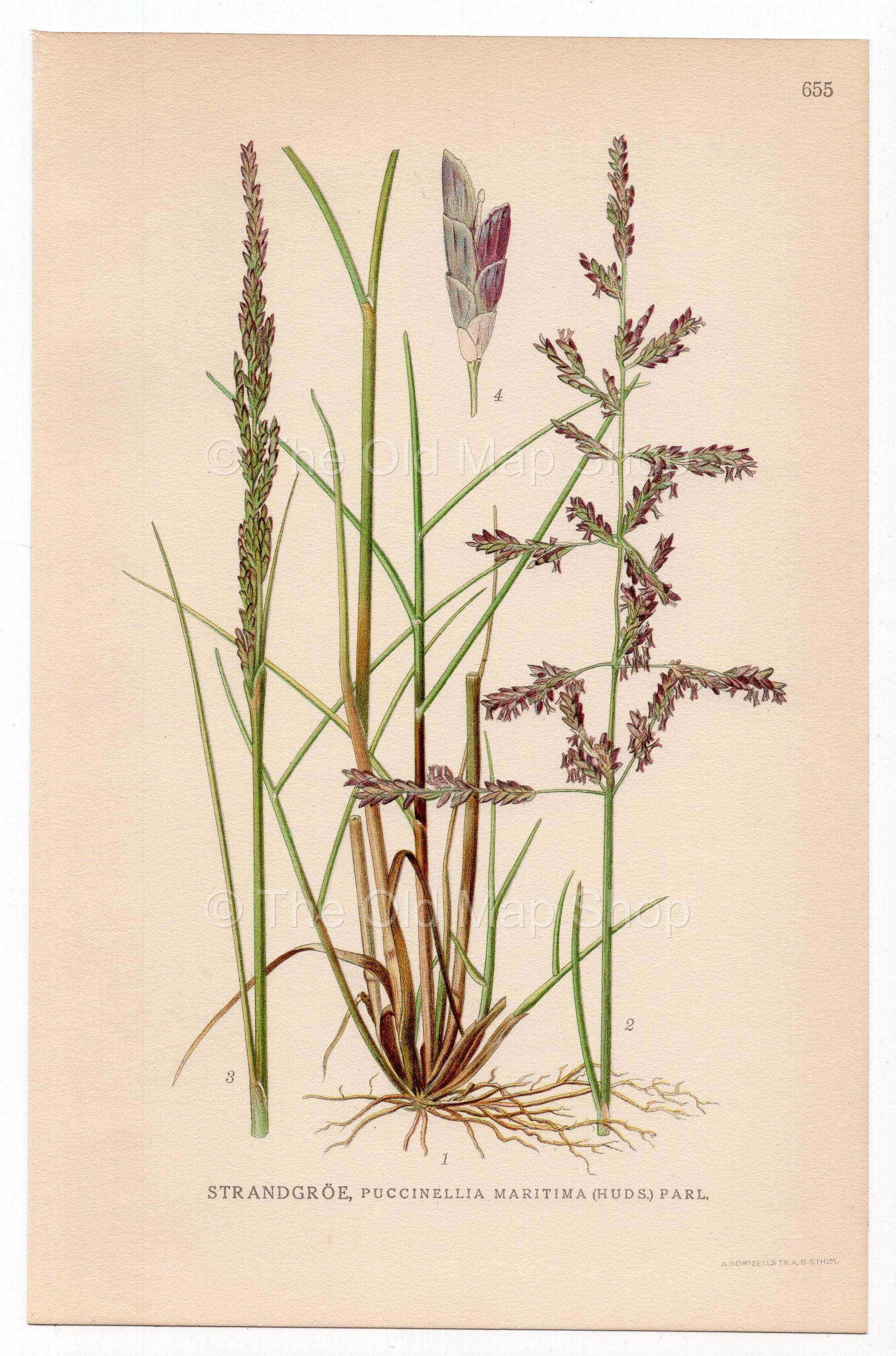 Seaside Alkaligrass, Sea Poa Grass (Puccinellia maritima), antique botanical illustration, Plate 655, C. A. M. Lindman, Bilder ur Nordens Flora, 1926.