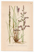 Seaside Alkaligrass, Sea Poa Grass (Puccinellia maritima), antique botanical illustration, Plate 655, C. A. M. Lindman, Bilder ur Nordens Flora, 1926.