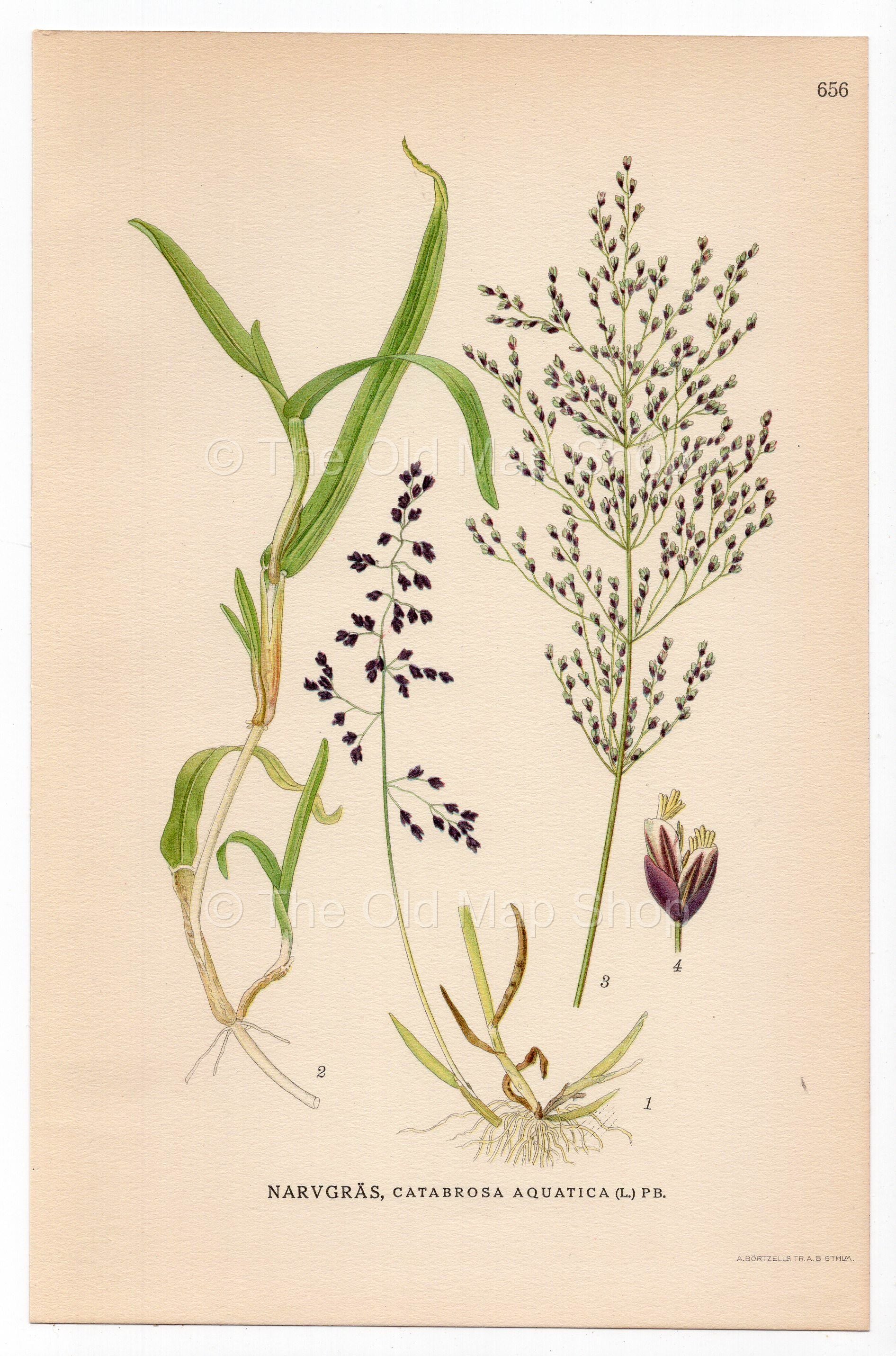 Water Whorlgrass, Grass (Catabrosa aquatica), antique botanical illustration, Plate 656, C. A. M. Lindman, Bilder ur Nordens Flora, 1926.