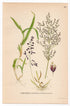 Water Whorlgrass, Grass (Catabrosa aquatica), antique botanical illustration, Plate 656, C. A. M. Lindman, Bilder ur Nordens Flora, 1926.