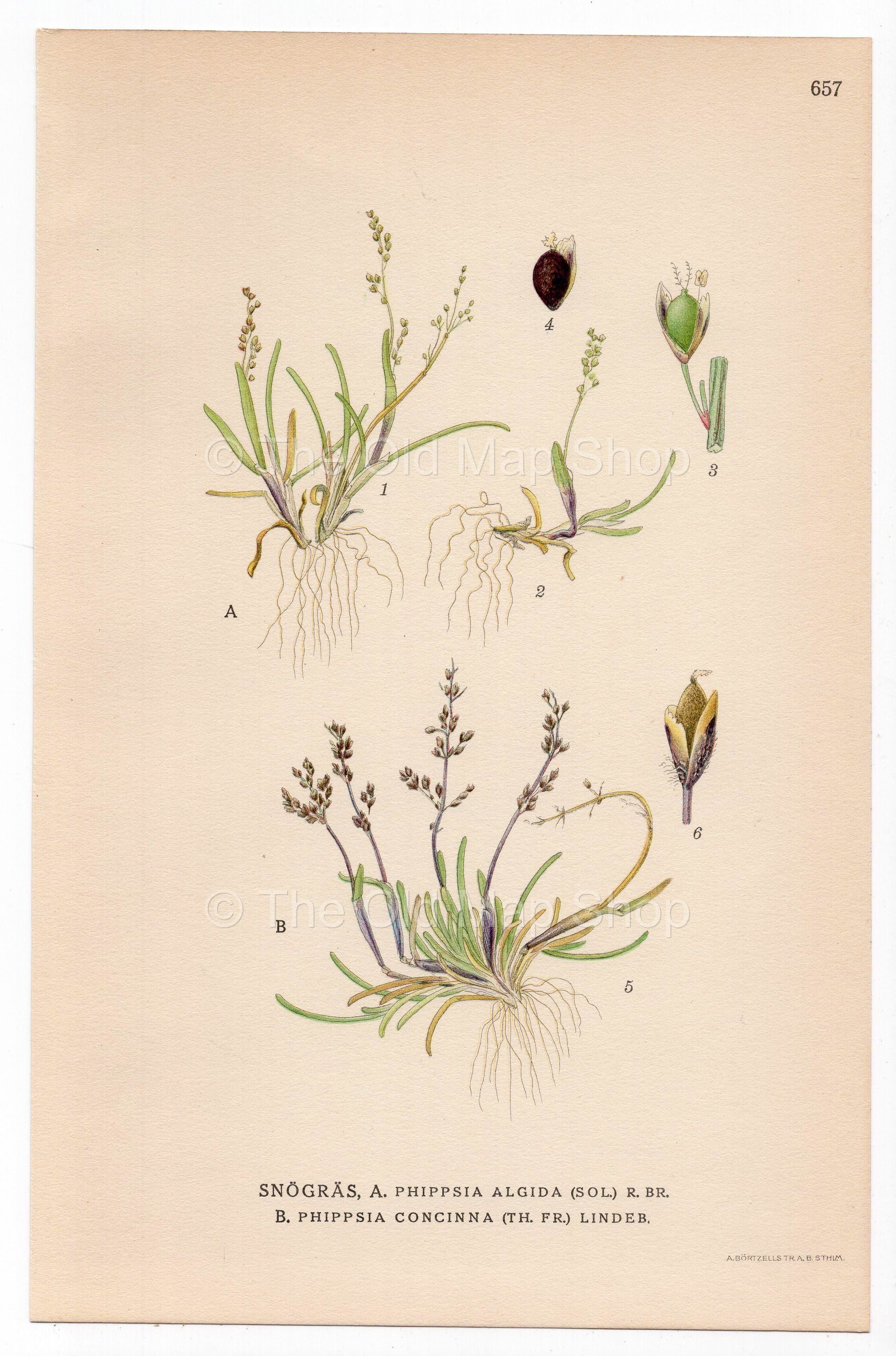 Ice grass, Snow grass (Phippsia algida), antique botanical illustration, Plate 657, C. A. M. Lindman, Bilder ur Nordens Flora, 1926.