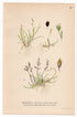 Ice grass, Snow grass (Phippsia algida), antique botanical illustration, Plate 657, C. A. M. Lindman, Bilder ur Nordens Flora, 1926.