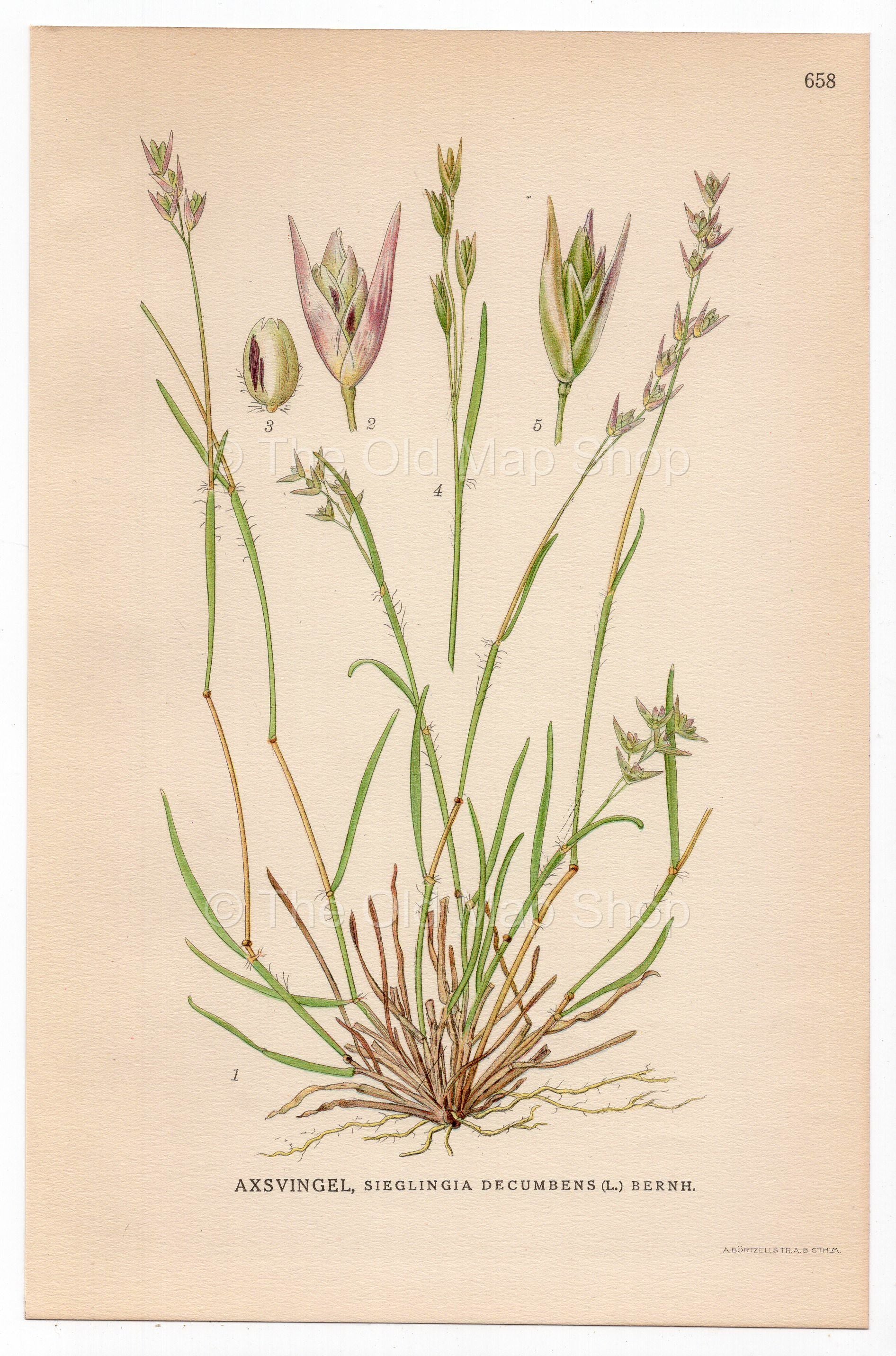 Heath Grass, Heath-grass (Sieglingia decumbens), antique botanical illustration, Plate 658, C. A. M. Lindman, Bilder ur Nordens Flora, 1926.
