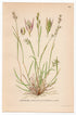 Heath Grass, Heath-grass (Sieglingia decumbens), antique botanical illustration, Plate 658, C. A. M. Lindman, Bilder ur Nordens Flora, 1926.