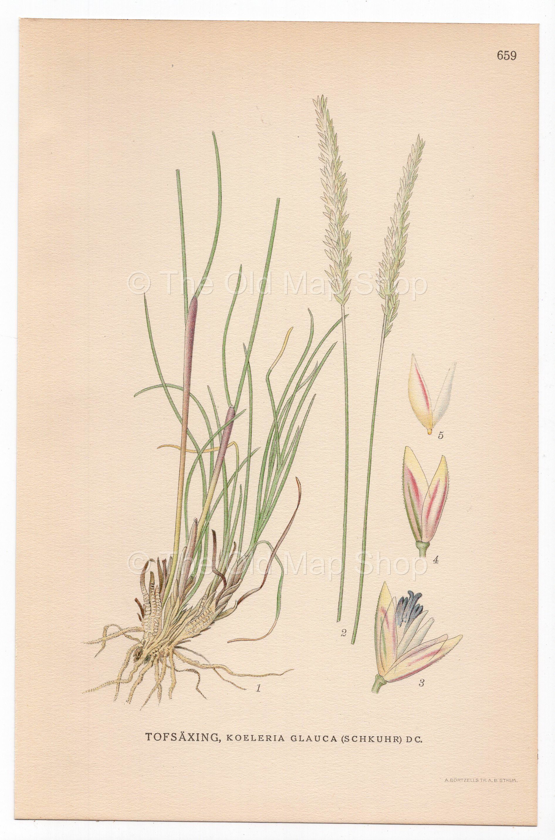 Blue Hair Grass (Koeleria glauca), antique botanical illustration, Plate 659, C. A. M. Lindman, Bilder ur Nordens Flora, 1926.