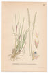 Blue Hair Grass (Koeleria glauca), antique botanical illustration, Plate 659, C. A. M. Lindman, Bilder ur Nordens Flora, 1926.