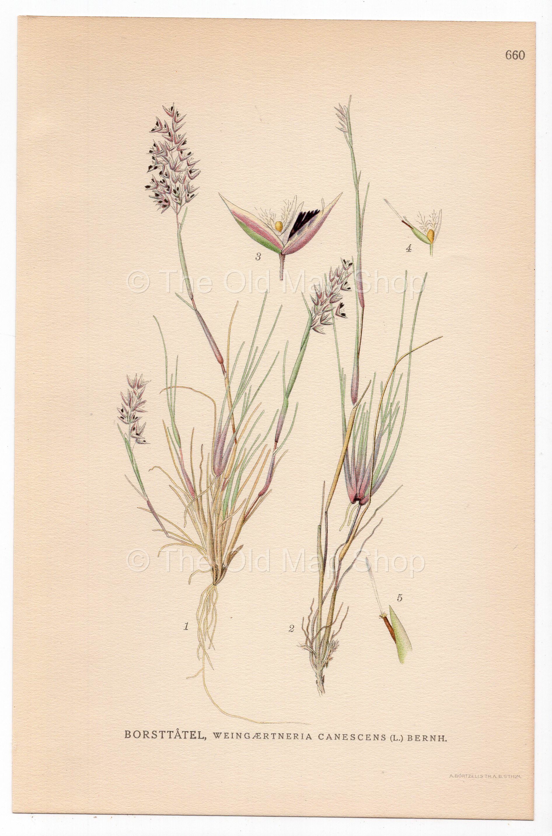 Grey Hair-grass (Weingaertneria canescens), antique botanical illustration, Plate 660, C. A. M. Lindman, Bilder ur Nordens Flora, 1926.