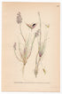 Grey Hair-grass (Weingaertneria canescens), antique botanical illustration, Plate 660, C. A. M. Lindman, Bilder ur Nordens Flora, 1926.