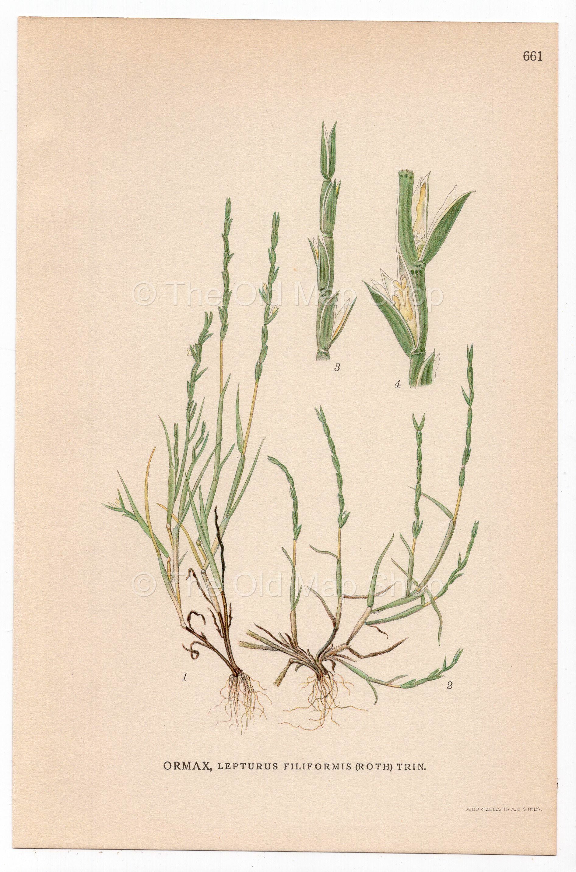 Sea Hard-grass (Lepturus filiformis), antique botanical illustration, Plate 661, C. A. M. Lindman, Bilder ur Nordens Flora, 1926.