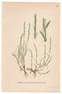 Sea Hard-grass (Lepturus filiformis), antique botanical illustration, Plate 661, C. A. M. Lindman, Bilder ur Nordens Flora, 1926.