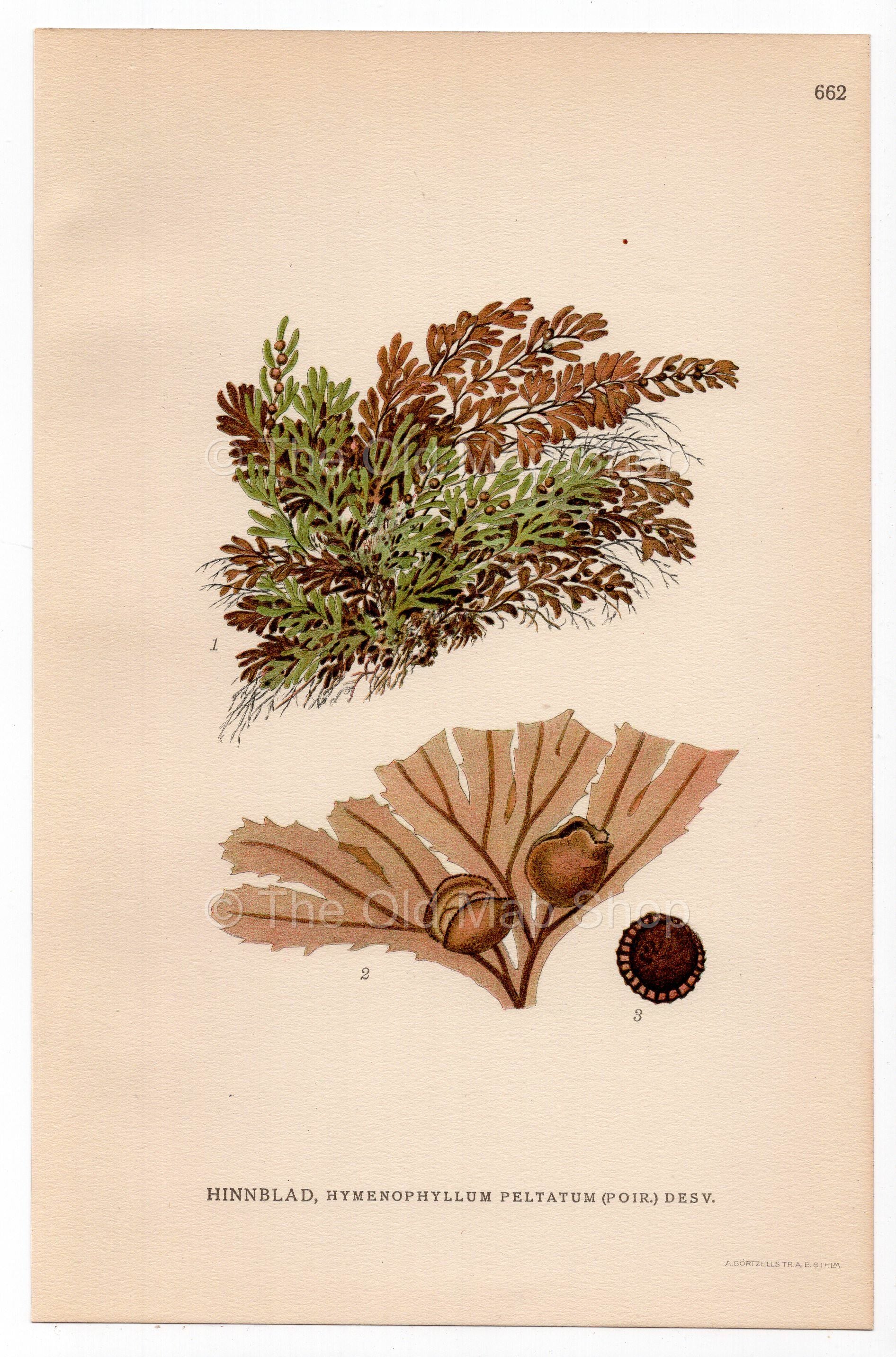 Alpine Filmy-fern (Hymenophyllum peltatum), antique botanical illustration, Plate 662, C. A. M. Lindman, Bilder ur Nordens Flora, 1926.