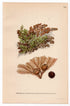 Alpine Filmy-fern (Hymenophyllum peltatum), antique botanical illustration, Plate 662, C. A. M. Lindman, Bilder ur Nordens Flora, 1926.