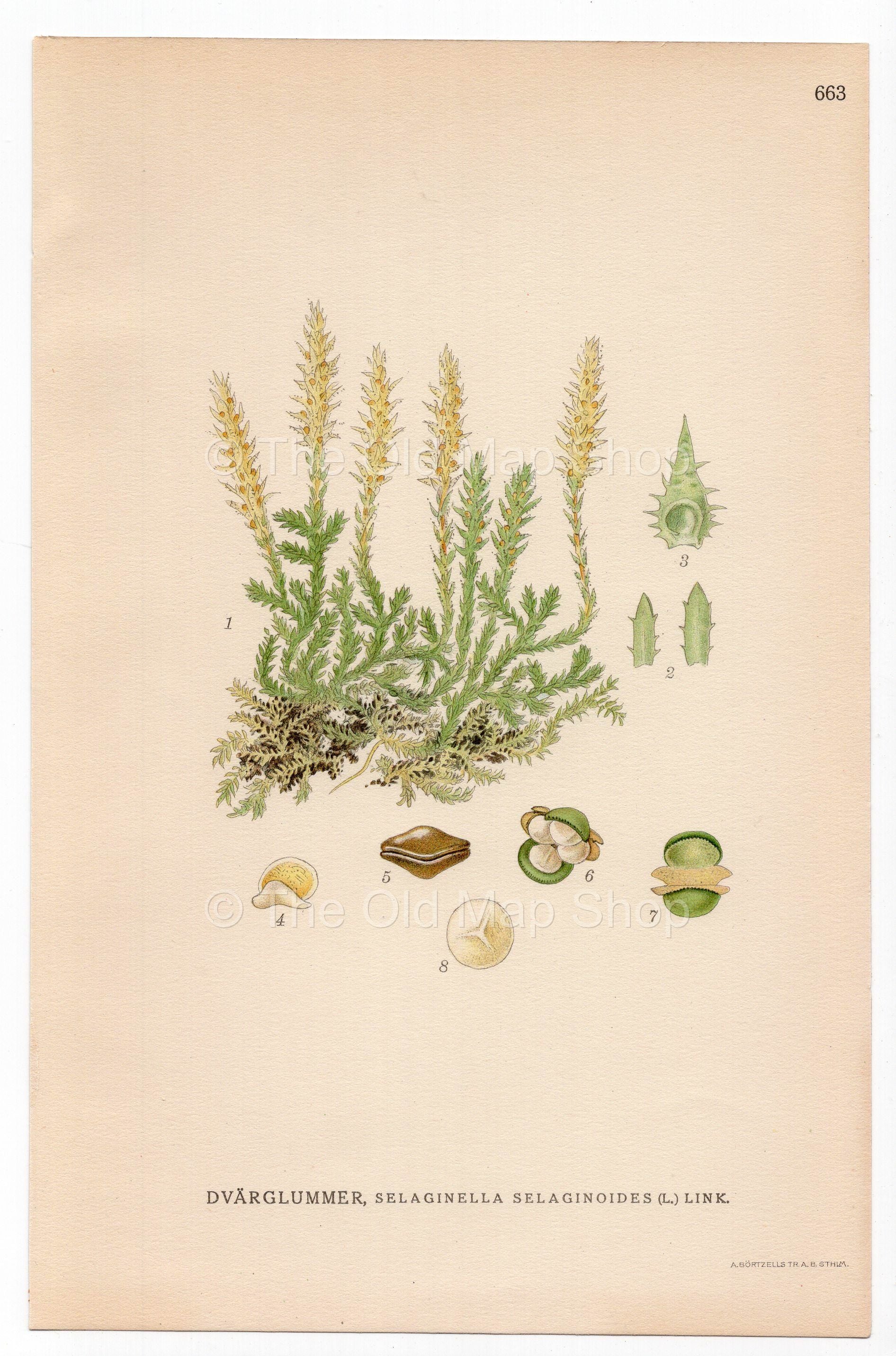 Lesser Clubmoss, Club Spikemoss, Moss (Selaginella selaginoides), antique botanical illustration, Plate 663, C. A. M. Lindman, Bilder ur Nordens Flora, 1926.