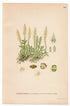 Lesser Clubmoss, Club Spikemoss, Moss (Selaginella selaginoides), antique botanical illustration, Plate 663, C. A. M. Lindman, Bilder ur Nordens Flora, 1926.