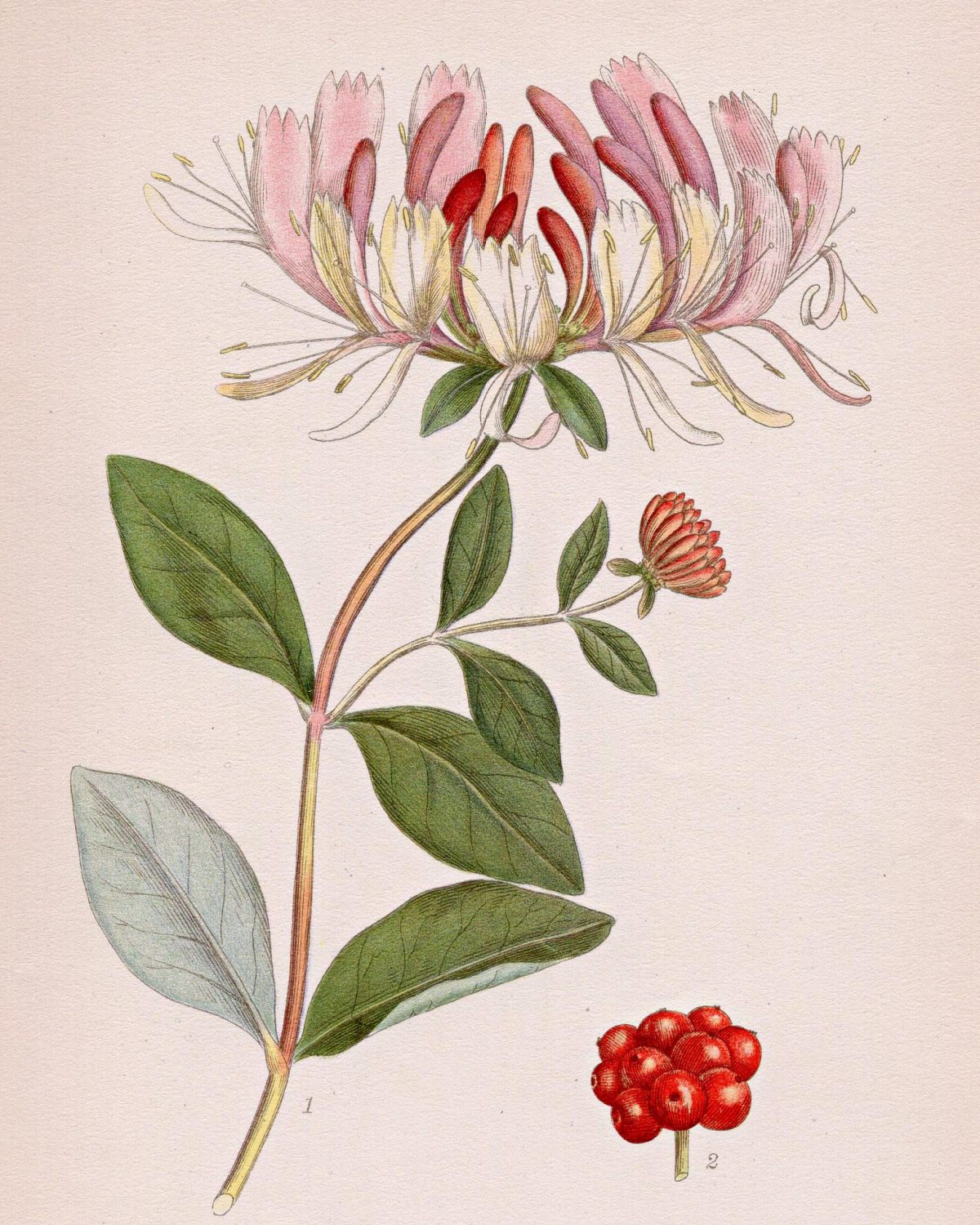 Antique Honeysuckle Print by Lindman – shop The Old Map Shop antique prints collection