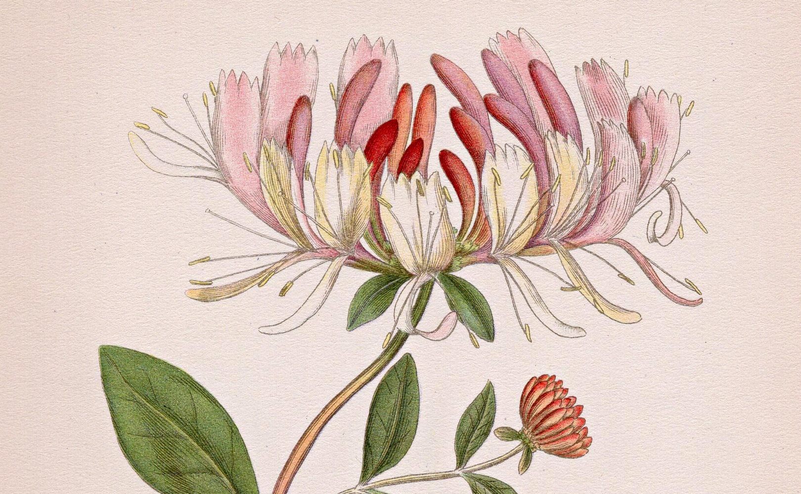 Antique Honeysuckle Print by Lindman – shop The Old Map Shop antique prints collection