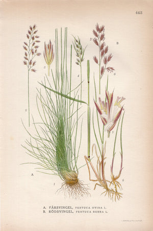 1926 Sheep's Fescue, Sheep Fescue, Red Fescue, Grass (Festuca ovina, Festuca rubra) Vintage Print by Lindman Botanical Flower Book Plate 443