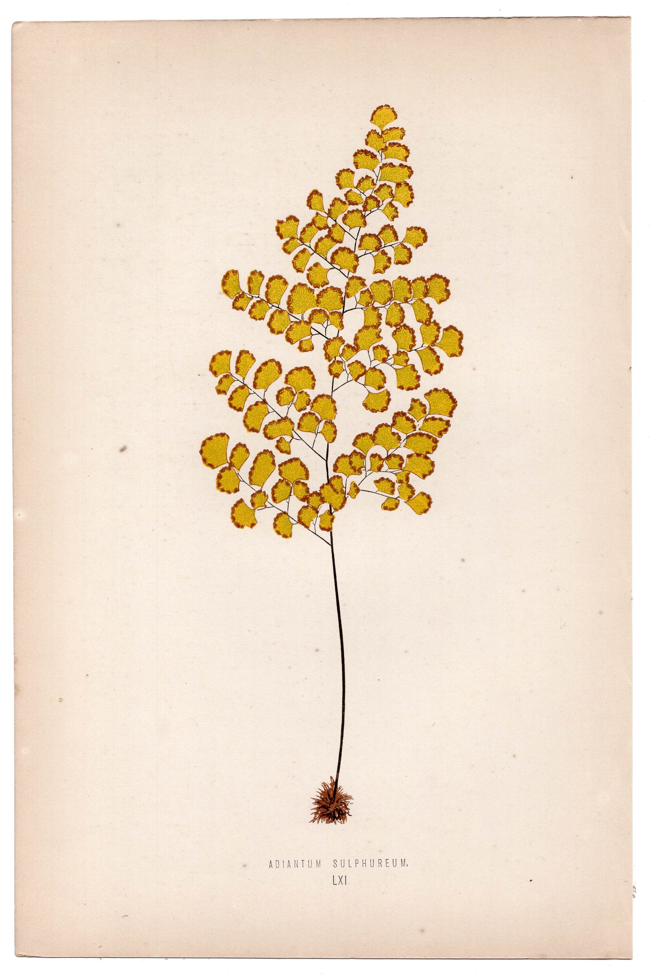 Edward Joseph Lowe fern Adiantum Sulphureum, antique botanical print from 1871, Book Plate LXI