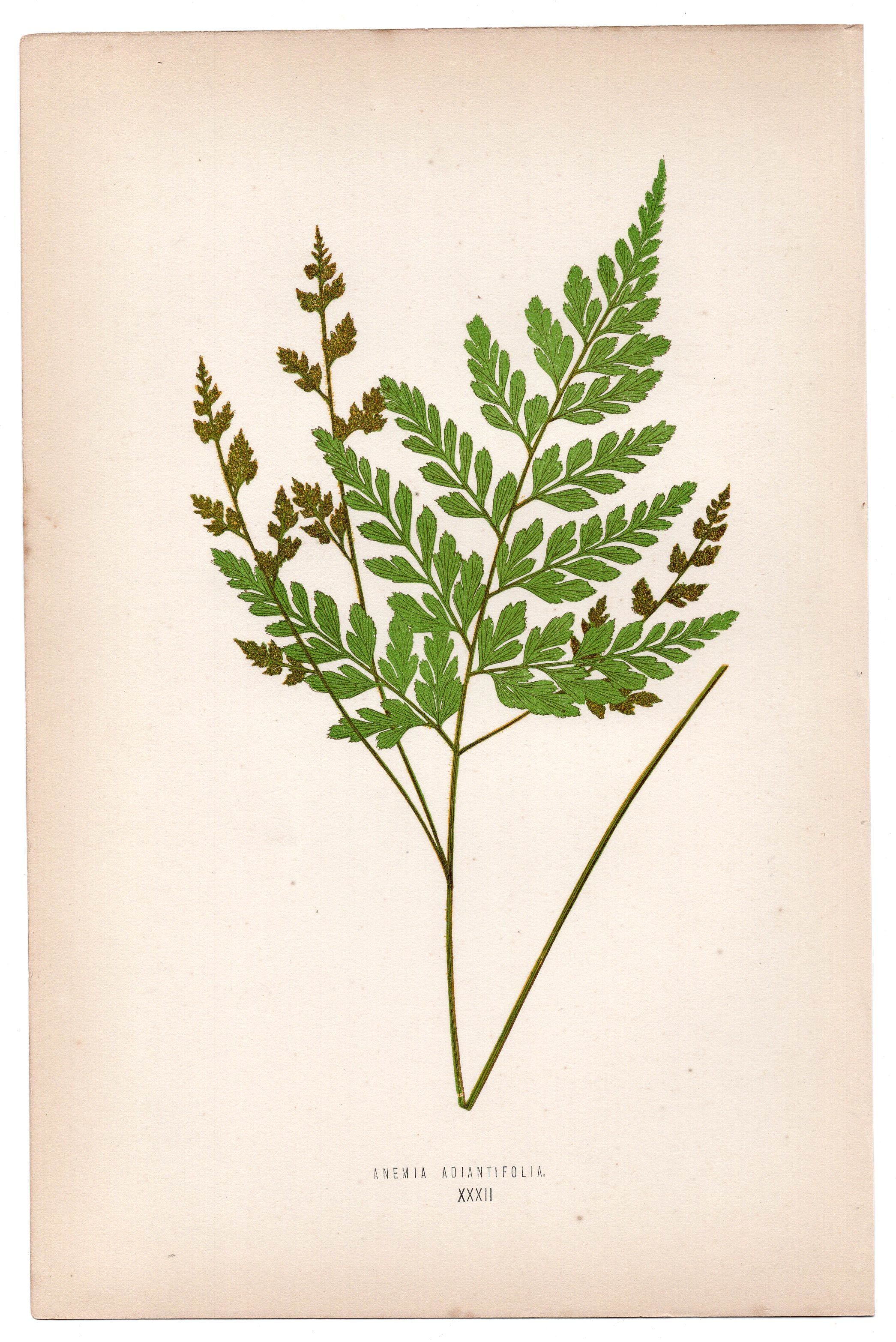 Edward Joseph Lowe fern Anemia Adiantifolia, antique botanical print from 1871, Book Plate XXXII