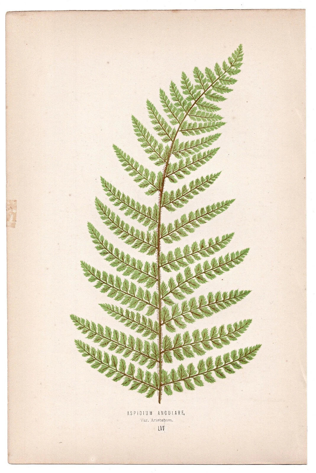 Edward Joseph Lowe fern Aspidium Angulare, antique botanical print from 1871, Book Plate LVI