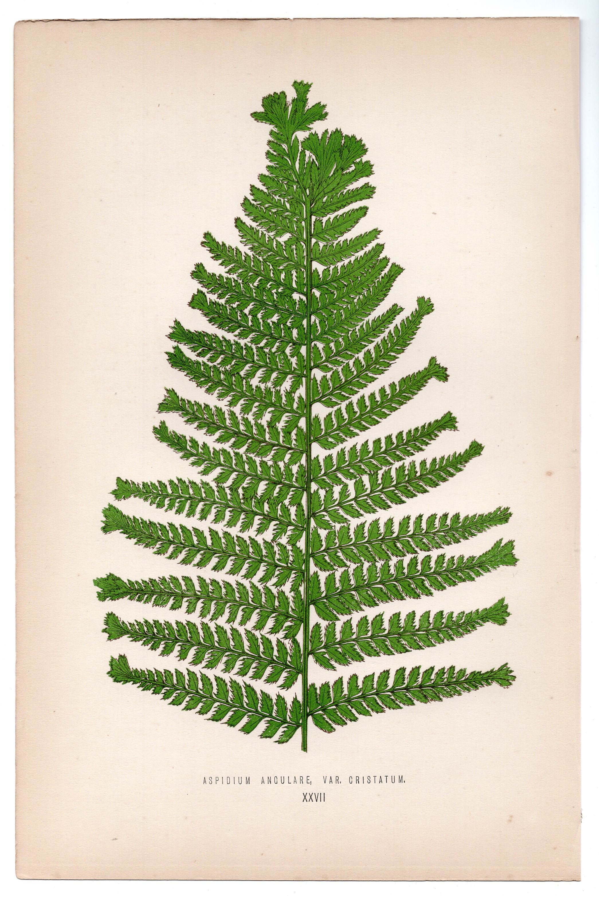 Edward Joseph Lowe fern Aspidium Angulare, Var Cristatum, antique botanical print from 1871, Book Plate XXVII