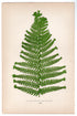 Edward Joseph Lowe fern Aspidium Angulare, Var Cristatum, antique botanical print from 1871, Book Plate XXVII