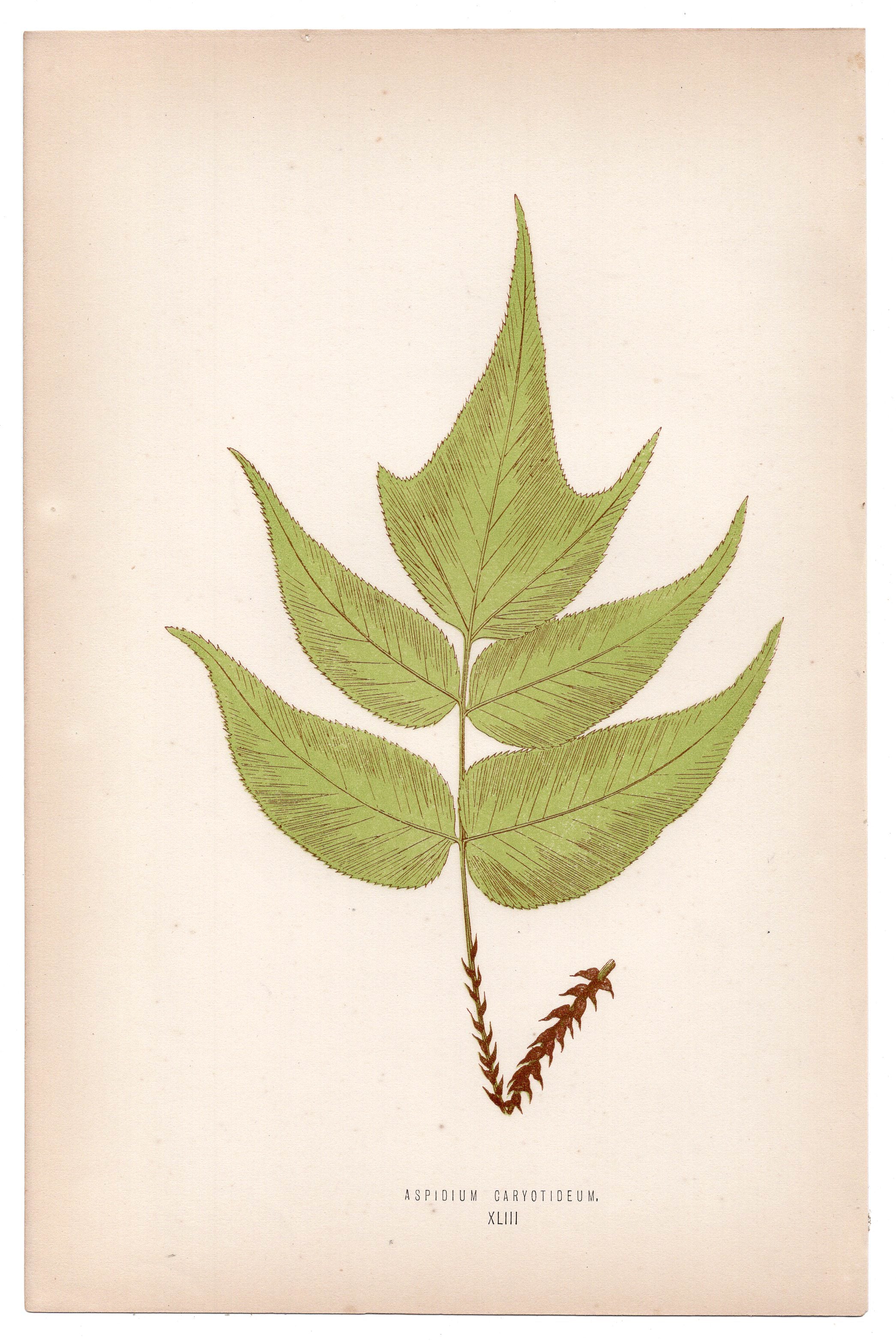 Edward Joseph Lowe fern Aspidium Caryotideum, antique botanical print from 1871, Book Plate XLIII