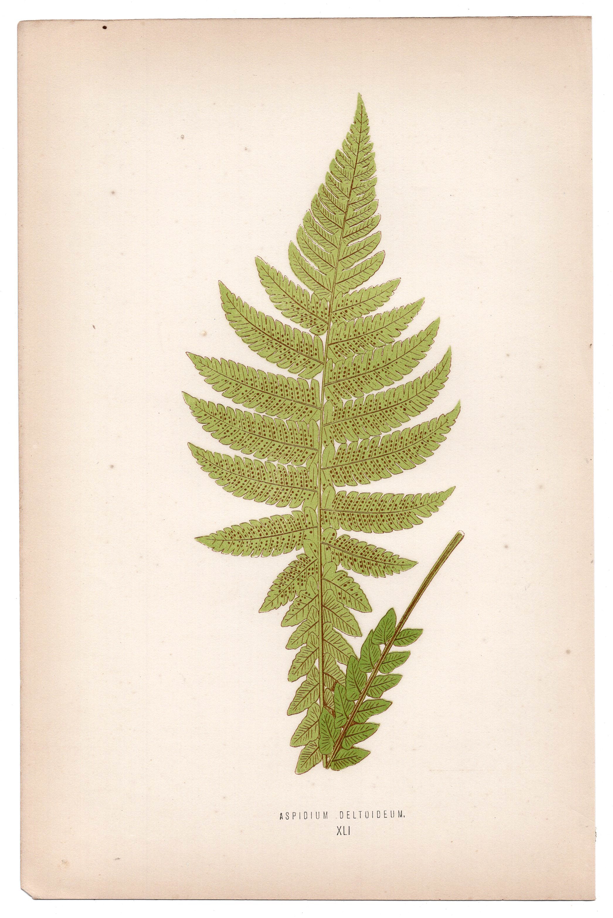 Edward Joseph Lowe fern Aspidium Deltoideum, antique botanical print from 1871, Book Plate XLI