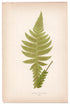 Edward Joseph Lowe fern Aspidium Deltoideum, antique botanical print from 1871, Book Plate XLI