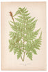 Edward Joseph Lowe fern Aspidium Denticulatum, antique botanical print from 1871, Book Plate LIX