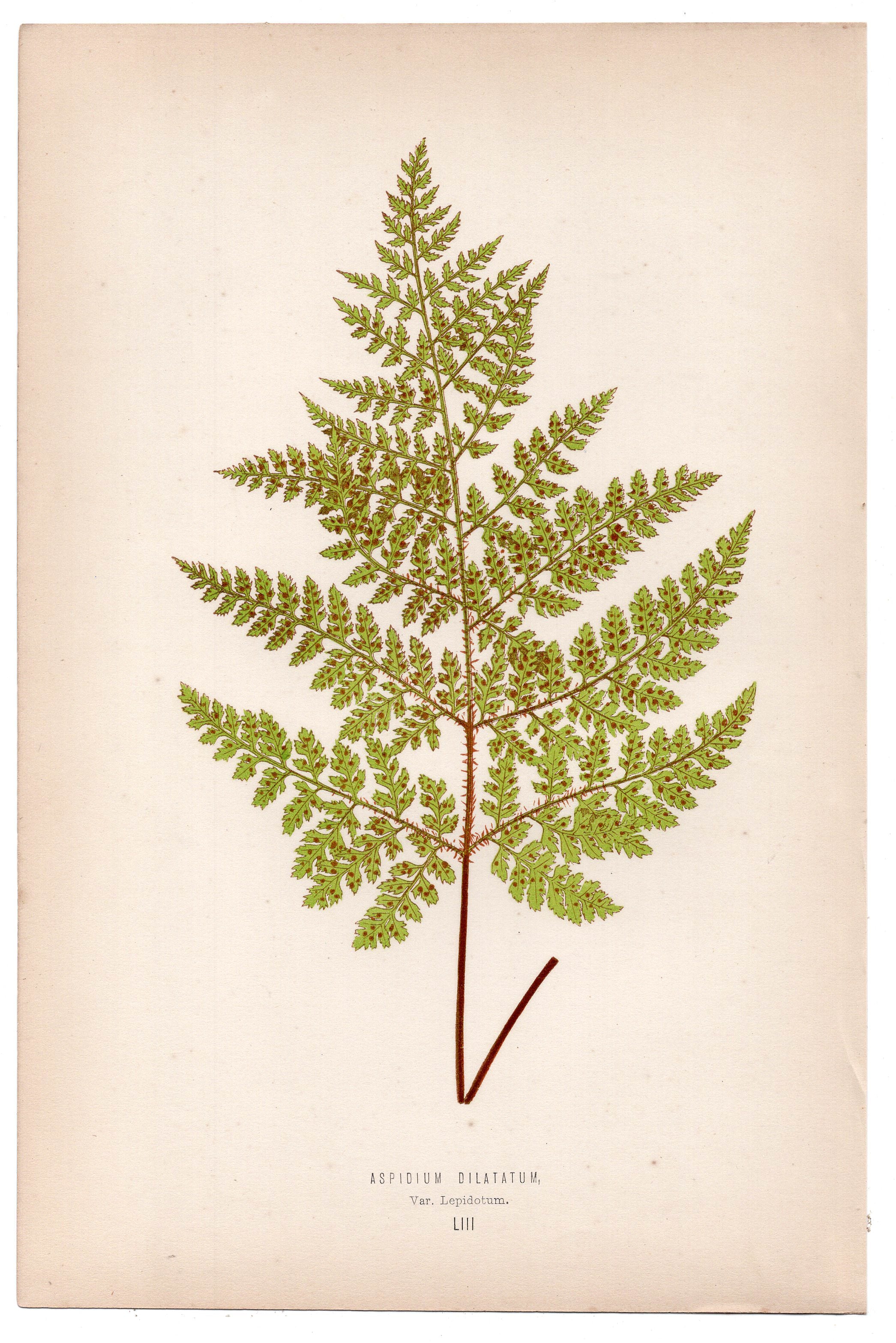 Edward Joseph Lowe fern Aspidium Dilatatum, antique botanical print from 1871, Book Plate LIII