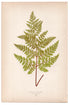 Edward Joseph Lowe fern Aspidium Dilatatum, antique botanical print from 1871, Book Plate LIII