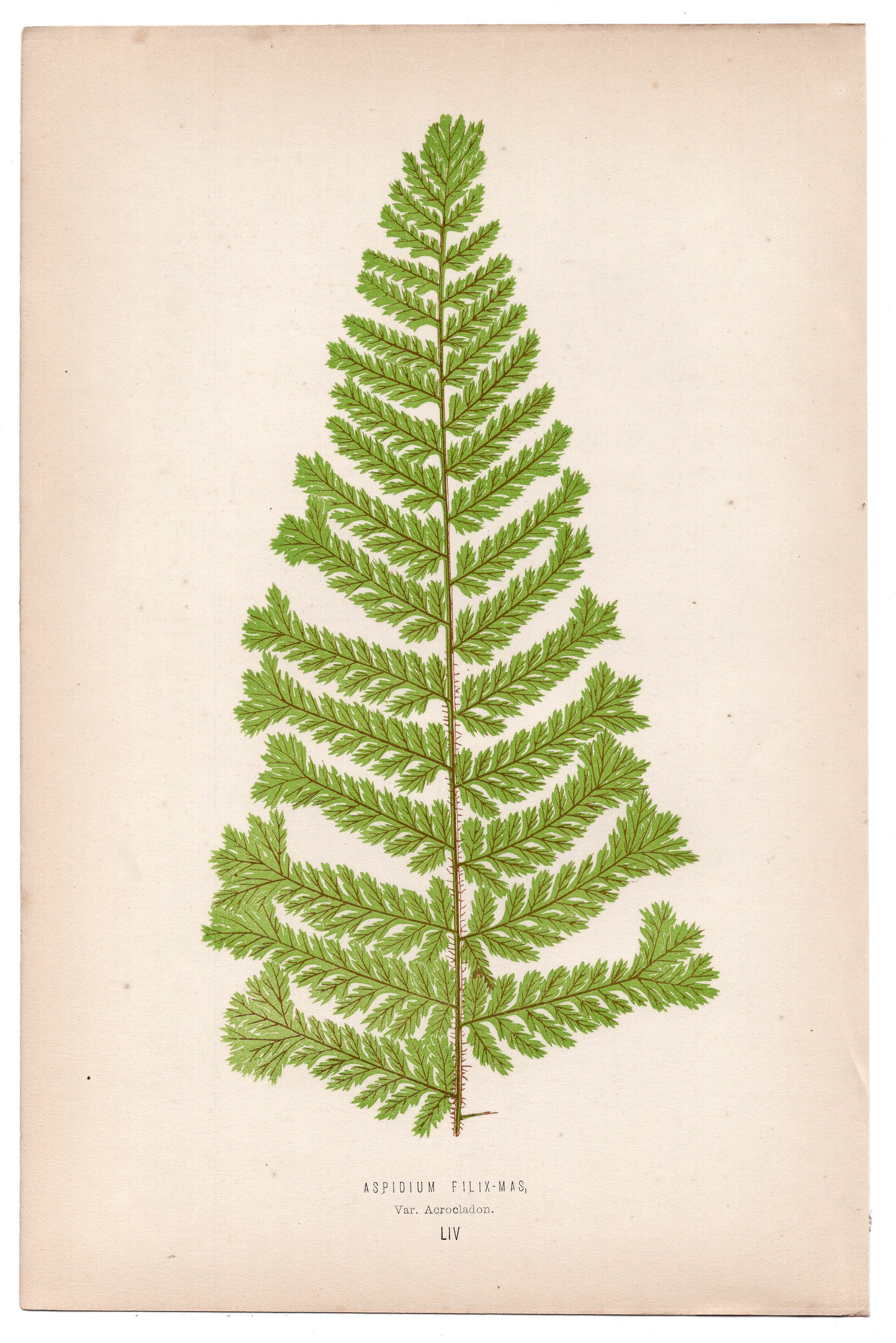 Edward Joseph Lowe fern Aspidium Filix-Mas, antique botanical print from 1871, Book Plate LIV