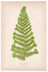Edward Joseph Lowe fern Aspidium Filix-Mas, antique botanical print from 1871, Book Plate LIV